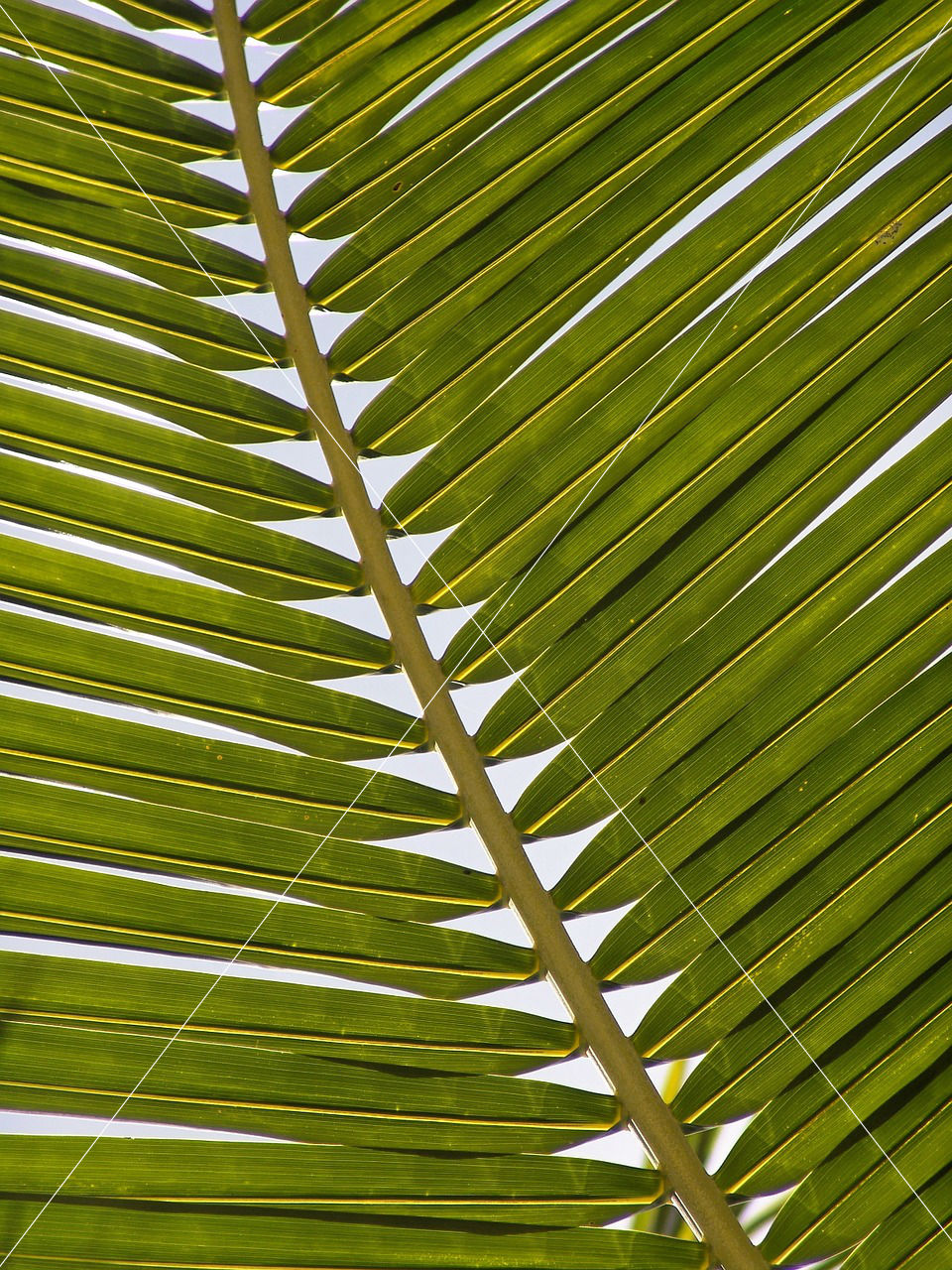 palm